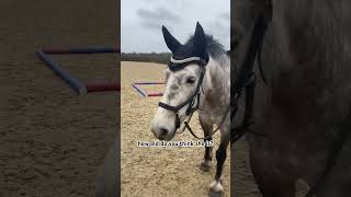 guess below👇🏼🫶🏼 horse equines horseback equestrian connemara [upl. by Salas]