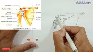 How to draw PECTORAL GIRDLE [upl. by Arjan]