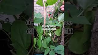 Ghar ki Kheti  organic beans  Vegetable garden produce [upl. by Ydorb166]