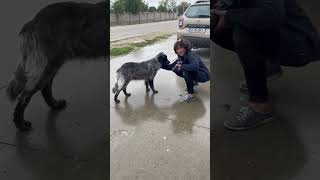 Roemenië bij de begraafplaats in Boekarest zwerfhonden 2 [upl. by Nytsuj783]