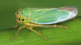 Interesting Leafhoppers Facts [upl. by Camey]