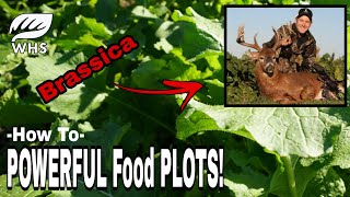 Plant Brassicas For Deer [upl. by Cown]