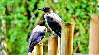 Nature walk  Common crane family  Young Hooed crows [upl. by Marissa]