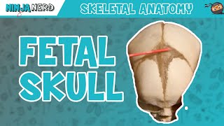 Fetal Skull Fontanelles Anatomy [upl. by Hairahs185]