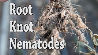 How to kill Root knot Nematodes no dig [upl. by Tellford]