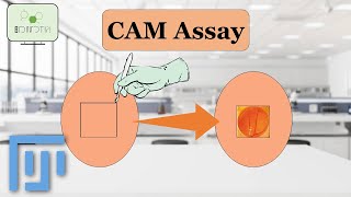 ImageJ Tutorial Analyzing CAM chorioallantoic membrane assay Assay for Angiogenesis Research [upl. by Gusta614]