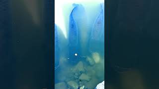 Feeding Giant Arapaima 😮 [upl. by Weirick556]