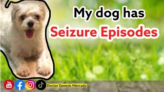 Shih Tzu Dog Seizure Episode  Genesis Mercado MD [upl. by Ganiats]