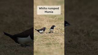 White rumped Munia  Shot on Canon R7 with 100 500mm L lens birds shortvideo best nature shorts [upl. by Stephan]