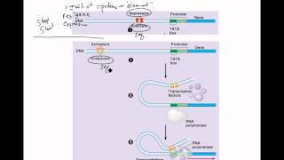 Regulation of Gene Expression in Eukaryotes [upl. by Pelmas]