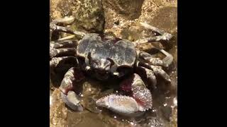 Hawaiian Sand Crab Largest Ive Seen shortyoutube [upl. by Llebyram]