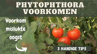 Phytophthora voorkomen  Hoe voorkom je aardappelziekte in tomaten [upl. by Eelyak]