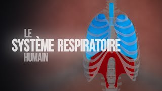 Comment fonctionne le système respiratoire humain  Animation [upl. by Einnig653]