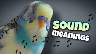 Parakeet Sounds and Their Meanings 🐦🔊 [upl. by Cy]