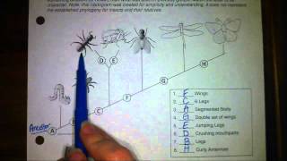 Cladogram [upl. by Nahsez]