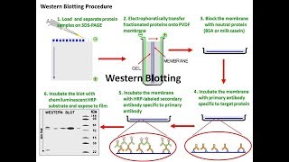 western blotting  Target Protein Identification Technique [upl. by Saimon117]