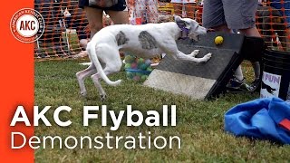 AKC Flyball Demonstration [upl. by Terence763]