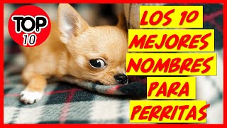 🚀 ▶︎Los 10 mejores Nombres para Perritas ✅ [upl. by Amekahs]