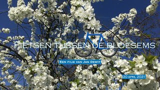 Fietsen tussen de bloesems [upl. by Veradi]