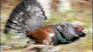 Capercaillie attack [upl. by Neros]