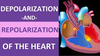 Depolarization and Repolarization of Heart Action Potential Atrial amp Ventricular Animation [upl. by Past839]