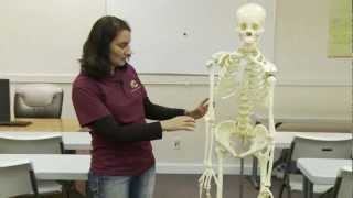 Skeleton Anatomy and Physiology Review Bones 01 [upl. by Neeoma483]