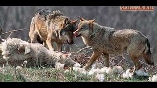 Caucasian Shepherd Kills The Wolves To Defend Sheep Flock [upl. by Adaj]