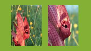 Les jardins de Miramont  coopérative dhabitant dans le Gers [upl. by Lanevuj122]