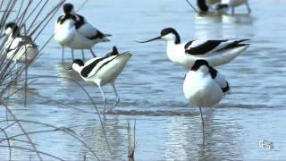 Avocette élégante Recurvirostra avosetta Pied Avocet [upl. by Kenwrick833]