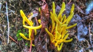 Golden Fairy Club Mushroom  Coral Fungi [upl. by Atinihc]