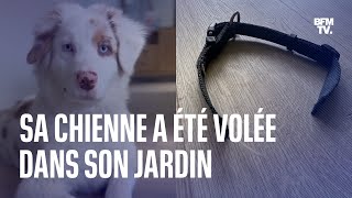 Cette chienne a été volée dans son jardin un phénomène qui augmente selon les associations [upl. by Maxine]