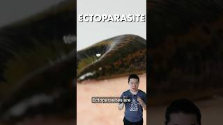 Ectoparasites  Every Type of Parasite Explained Part 1 [upl. by Gus]