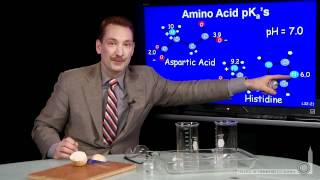 Amino Acid pKa [upl. by Anivlis368]