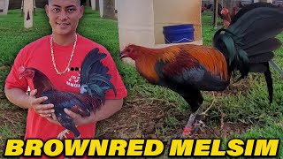 Black Brownred Melsim Albany Kelso Sweater Yellow Leg JORGE FARM Hawaii  Beautiful Birds Farm Visit [upl. by Losyram]