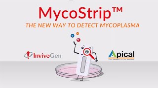 Easy amp Fast Detection of Mycoplasma Contamination in Cell Cultures [upl. by Cavil]