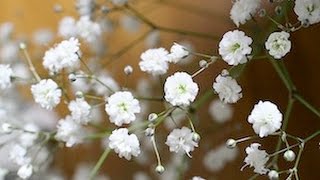 Gypsophile [upl. by Nicolau512]