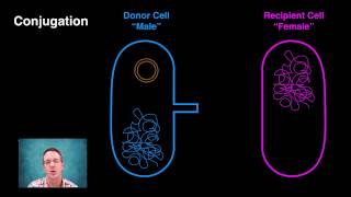 Generating Bacterial Genetic Variation [upl. by Onileva564]