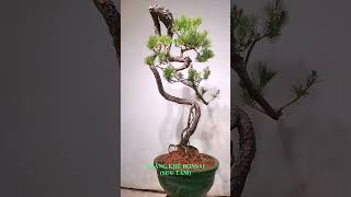 Bonsai Dáng Văn Nhân 579 shorts bonsaitree bonsaivietnam tree trending viralreels [upl. by Sucrad461]