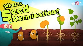 What Is Seed Germination  SEED GERMINATION  Plant Germination  Dr Binocs Show  Peekaboo Kidz [upl. by Hi]