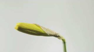 Daffodil flower opening time lapse [upl. by Aisatna]