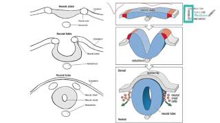 Anatomy and Physiology Chapter 12 Part 1 Nervous SystemNeural Tissue Anatomy and Physiology Help [upl. by Mcwilliams452]