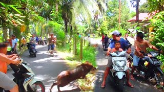 VIRAL⁉️ Babi Besar Tabrak Lari Pemotor di Padang Bungo  Amazing Video [upl. by Wiener34]