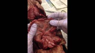 Mink Dissection 10 The Mesentery [upl. by Aerdnael771]