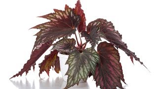 Reproducir Begonia Rex por esquejes de hojas  Bricomanía  Jardinatis [upl. by Tony34]