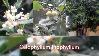 Calophyllum Inophyllum  Ponna chettu  Tamanu tree Sultan champa [upl. by Imuy]