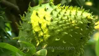 Soursop  an alternative cancer treatment [upl. by Nohsav]