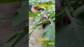 Bee Pollinating Brinjal plant flowers shorts pollinations bee brinjal [upl. by Massimiliano]