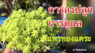 การลงปลูกและการดูแลแพรทองแคระ Sedum japonicum [upl. by Anyehs99]