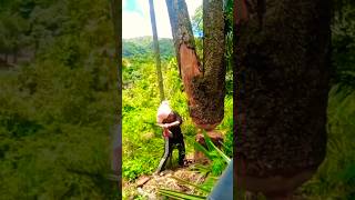 The Expert Tree Cutter treecutting cuttingskills [upl. by Januisz]