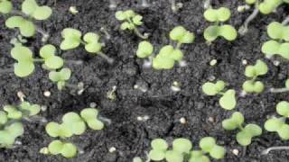 Time lapse Mustard seedling germination [upl. by Yaf508]